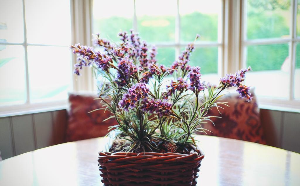 ホテル Hambro Arms Milton Abbas エクステリア 写真
